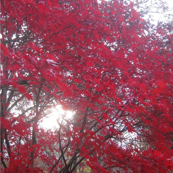 Loving the fall foliage! - Picture 4 of 5